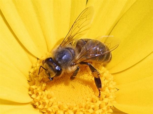 abeille vibra