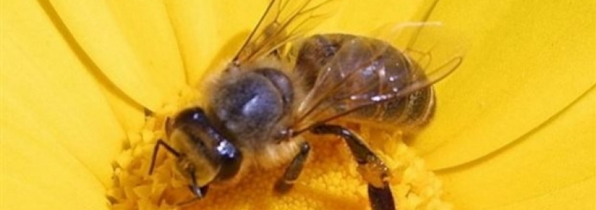 Apithérapie & Produits de la ruche
