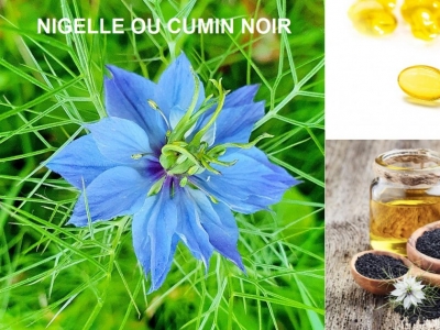La nigella sativa (cumin noir) produit également de l'huile végétale
