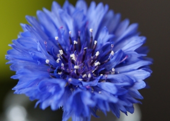 Eau florale de bleuet  contre les cernes, adoucir les yeux et améliorer la vue