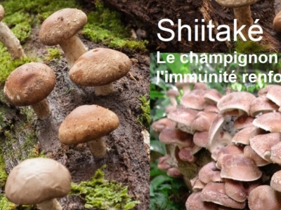 Santé immunitaire et myco-thérapie champignons médicinaux shiitaké et maïtaké