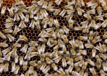 Dans une ruche, on ne récolte pas que du miel !